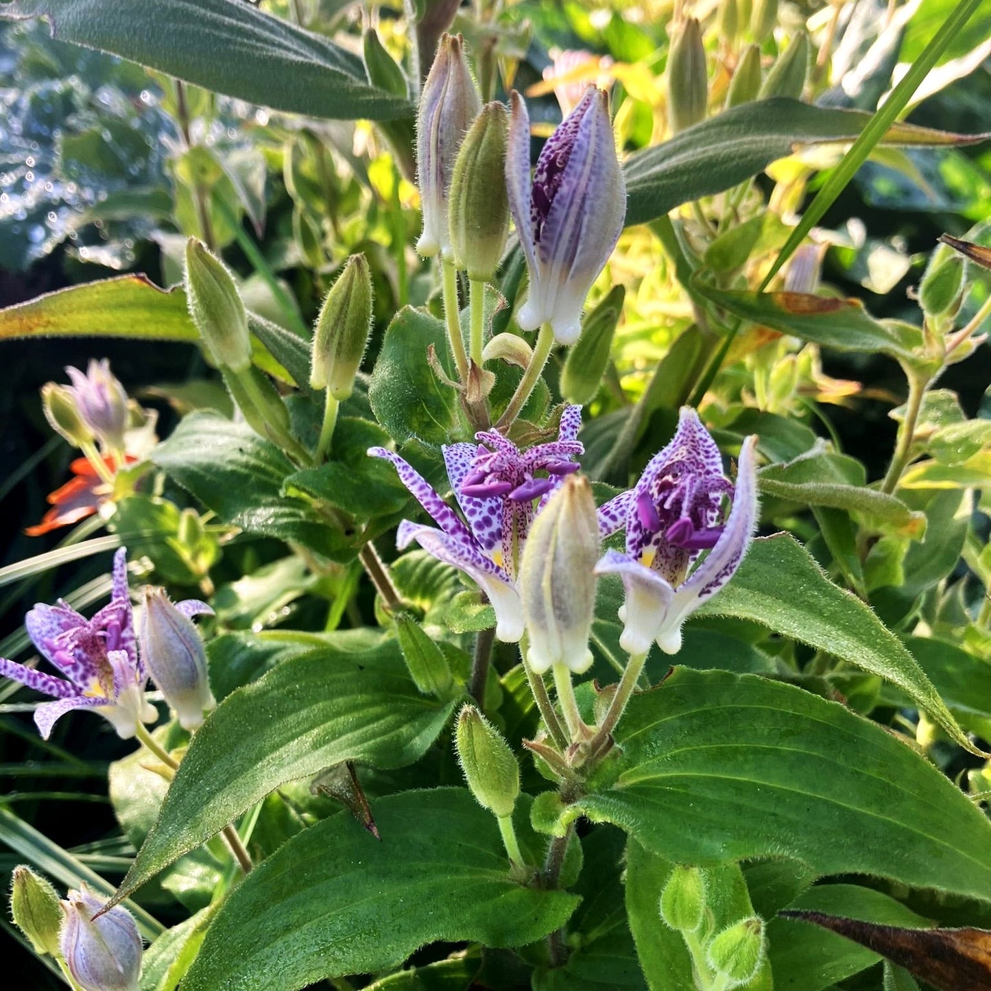 Japanische Krötenlilie (Tricyrtis hirta)