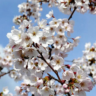 Japanische Maien-Kirsche (Prunus x yedoensis)