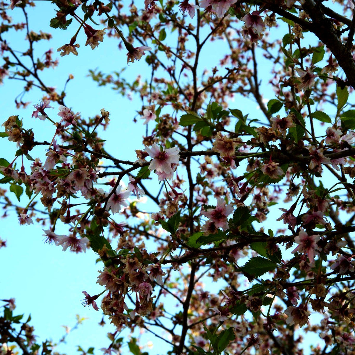Japanische Maien-Kirsche (Prunus x yedoensis)