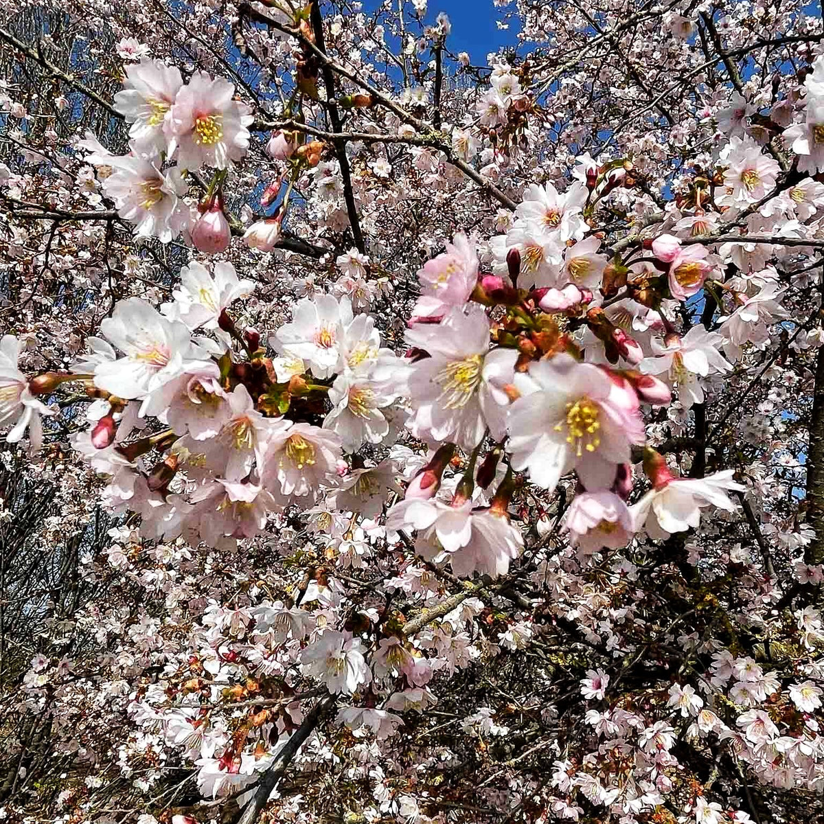 Japanische Maien-Kirsche (Prunus x yedoensis)