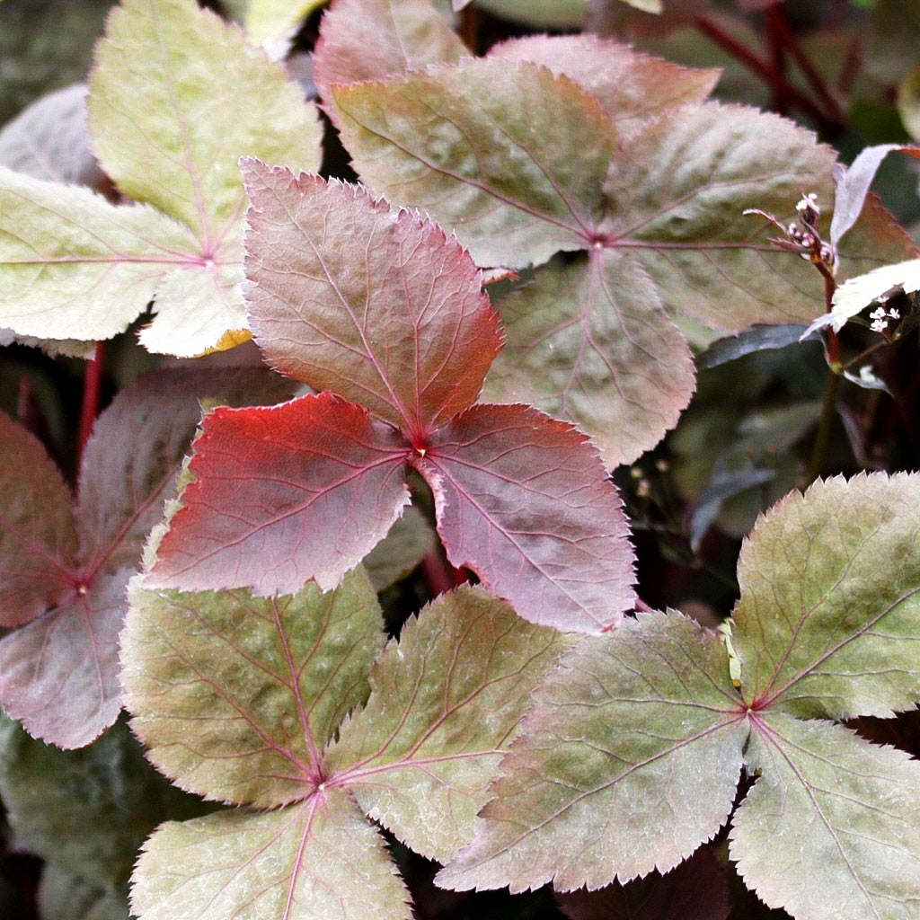 Japanische Purpur-Petersilie (Cryptotaenia japonica f.atropurpurea)