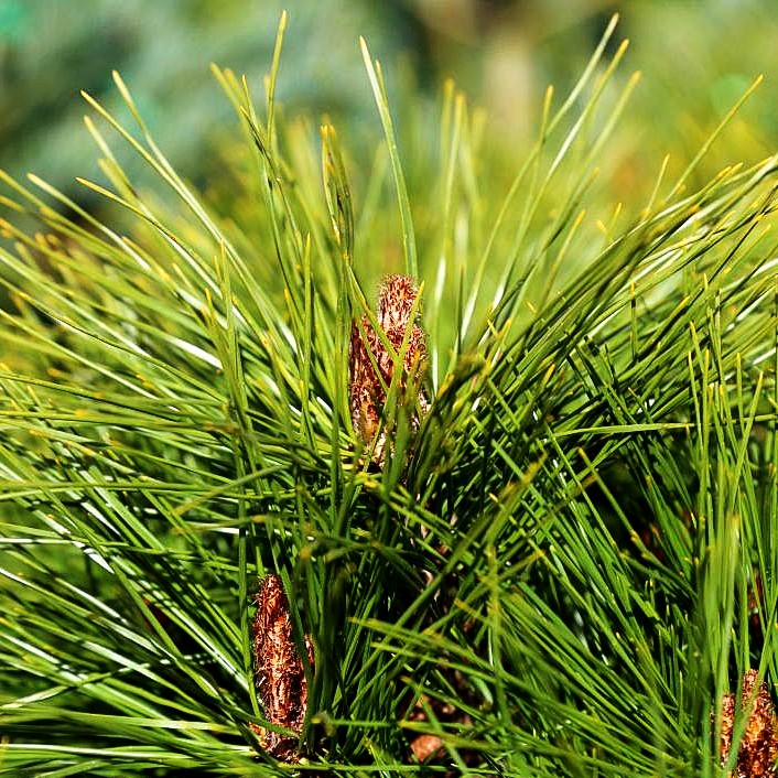 Japanische Rot-Kiefer 'Alice Verkade' (Pinus densiflora)