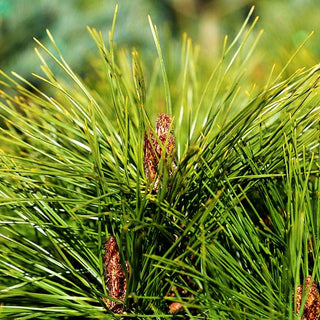Japanische Rot-Kiefer 'Alice Verkade' (Pinus densiflora)