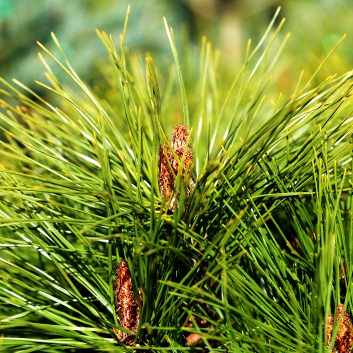 Japanische Rot-Kiefer 'Alice Verkade' (Pinus densiflora)