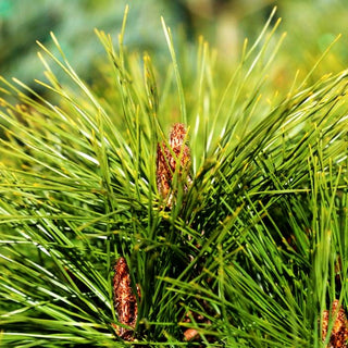 Japanische Rot-Kiefer 'Alice Verkade' (Pinus densiflora)