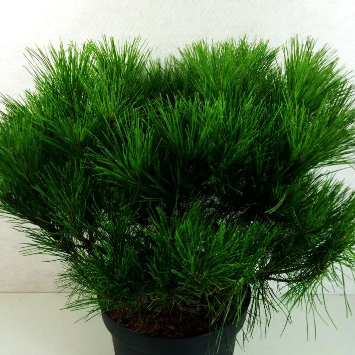 Japanische Rot-Kiefer 'Alice Verkade' (Pinus densiflora)
