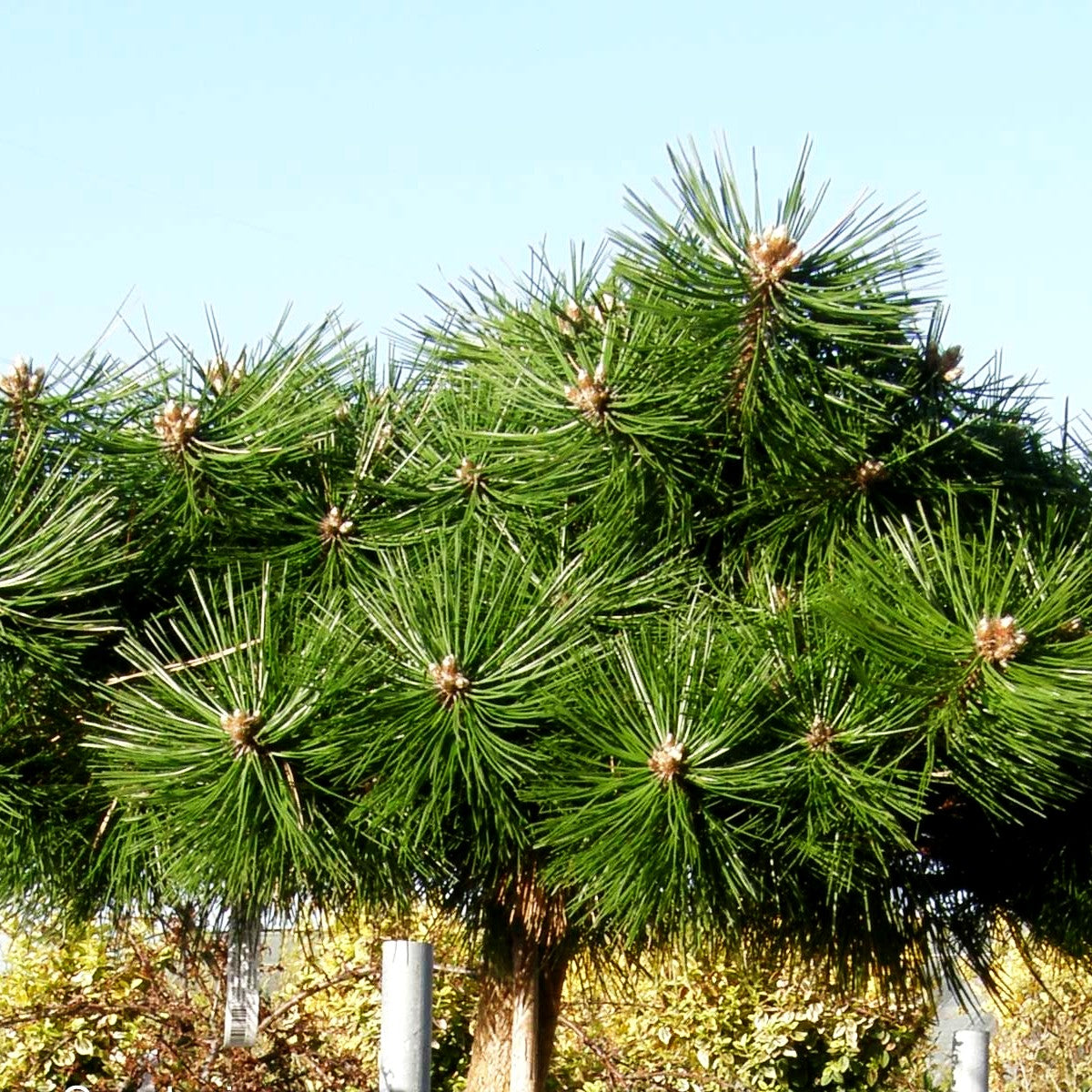 Japanische Rot-Kiefer 'Jane Kluis' (Pinus densiflora)