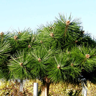 Japanische Rot-Kiefer 'Jane Kluis' (Pinus densiflora)