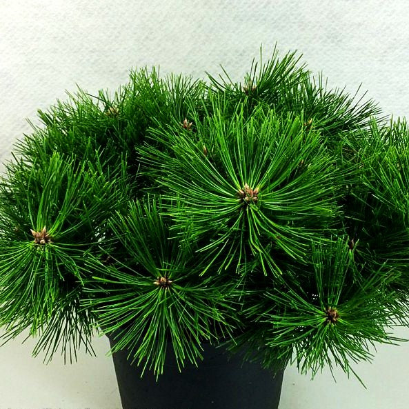 Japanische Rot-Kiefer 'Jane Kluis' (Pinus densiflora)