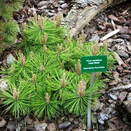 Japanische Rot-Kiefer 'Jane Kluis' (Pinus densiflora)