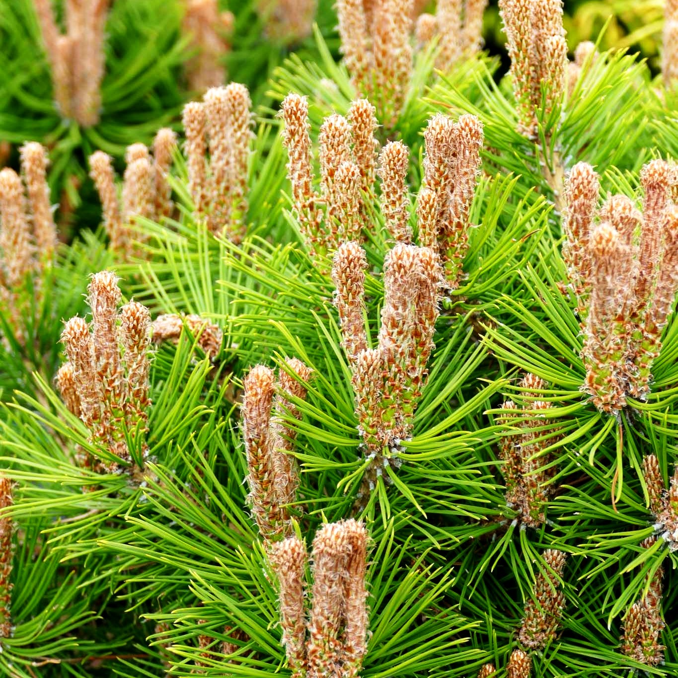 Japanische Rot-Kiefer 'Low Glow' (Pinus densiflora)