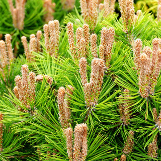 Japanische Rot-Kiefer 'Low Glow' (Pinus densiflora)