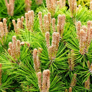 Japanische Rot-Kiefer 'Low Glow' (Pinus densiflora)