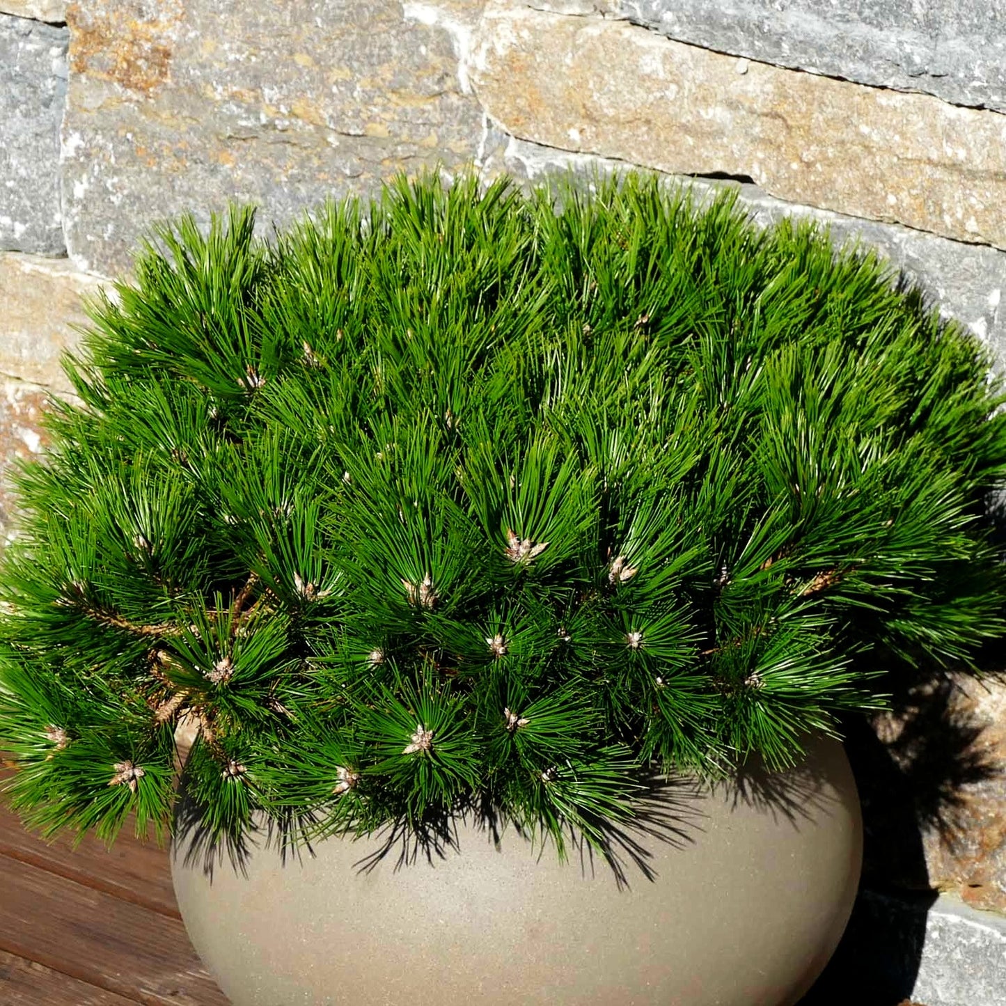 Japanische Rot-Kiefer 'Low Glow' (Pinus densiflora)