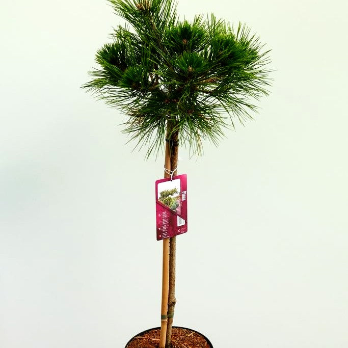 Japanische Rot-Kiefer 'Low Glow' (Pinus densiflora)