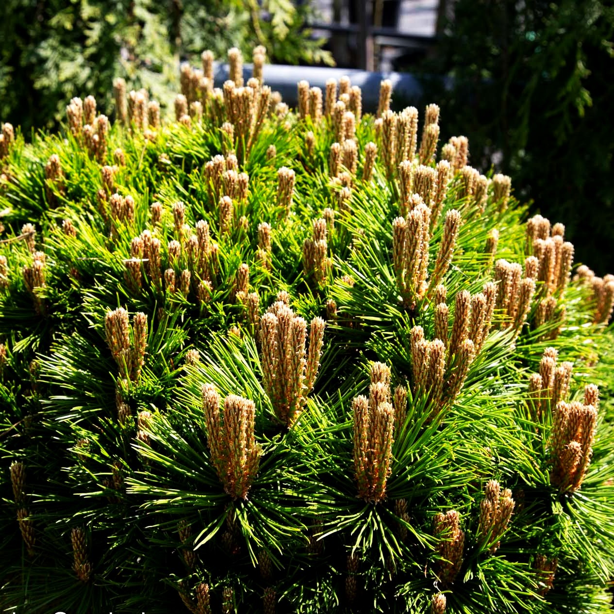 Japanische Rot-Kiefer 'Low Glow' (Pinus densiflora)