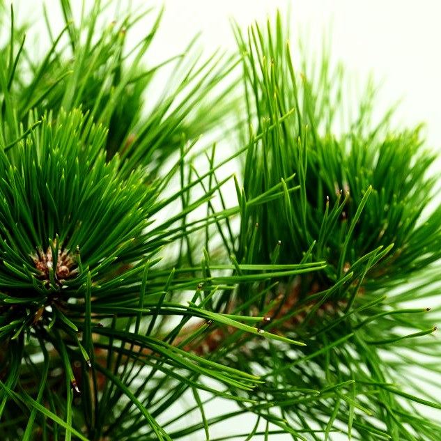 Japanische Rot-Kiefer 'Low Glow' (Pinus densiflora)