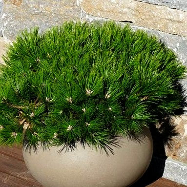 Japanische Rot-Kiefer 'Low Glow' (Pinus densiflora)