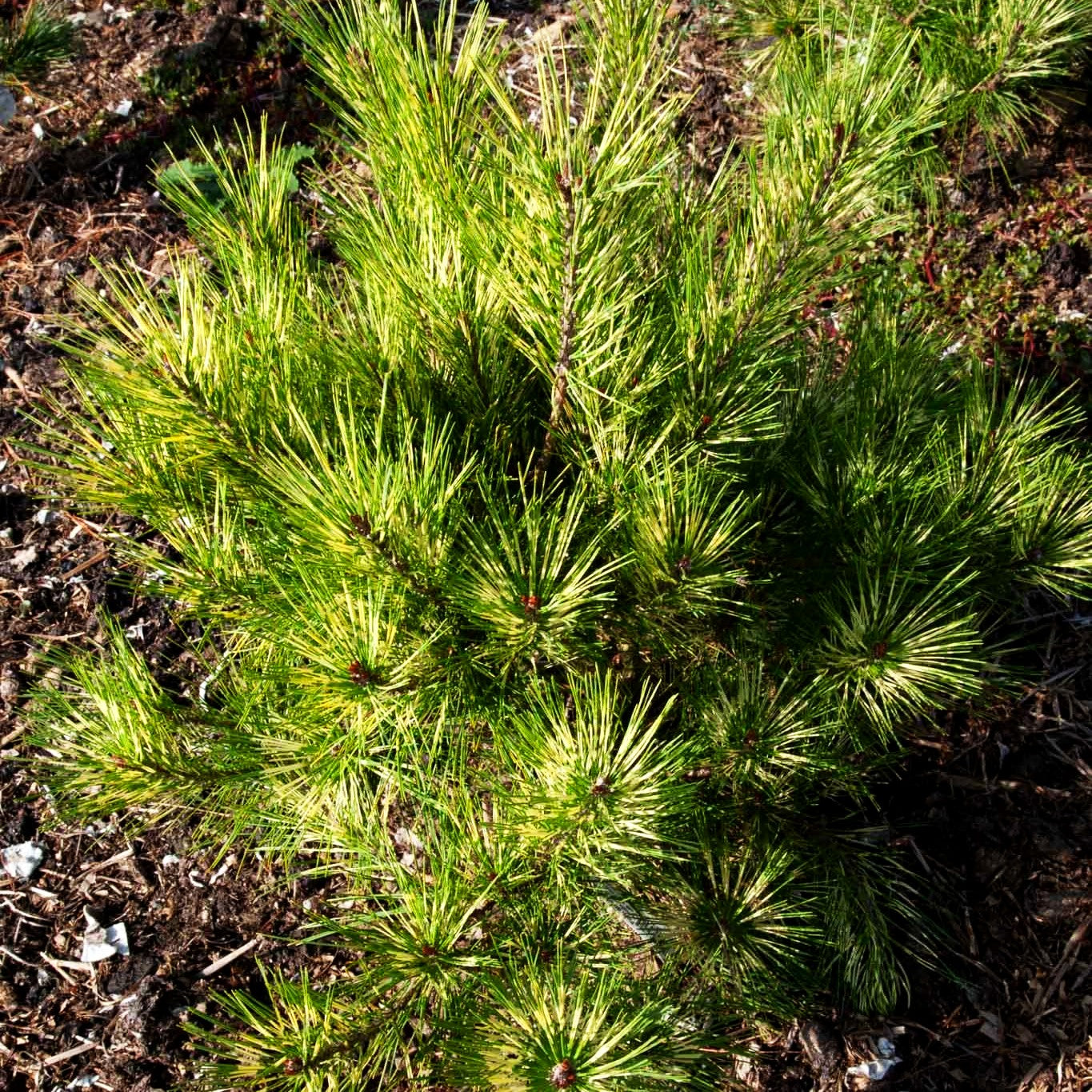 Japanische Rot-Kiefer 'Oculus-draconis' (Pinus densiflora)