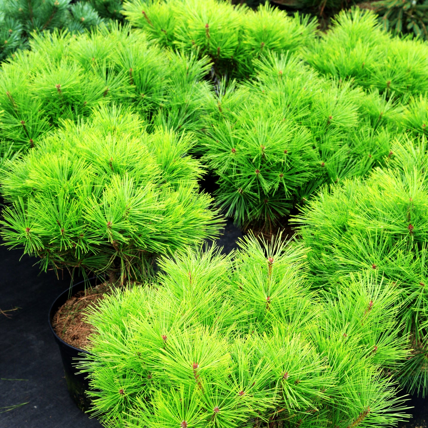 Japanische Rot-Kiefer 'Tamoyosho Compacta' (Pinus densiflora)