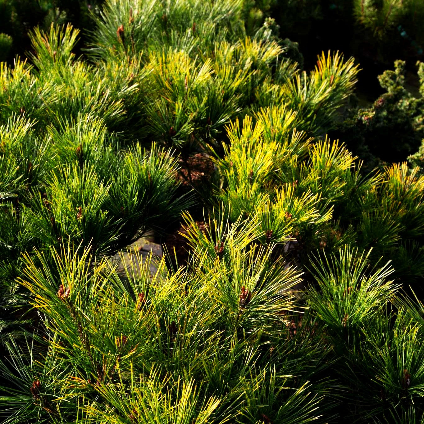 Japanische Rot-Kiefer 'Tamoyosho Compacta' (Pinus densiflora)