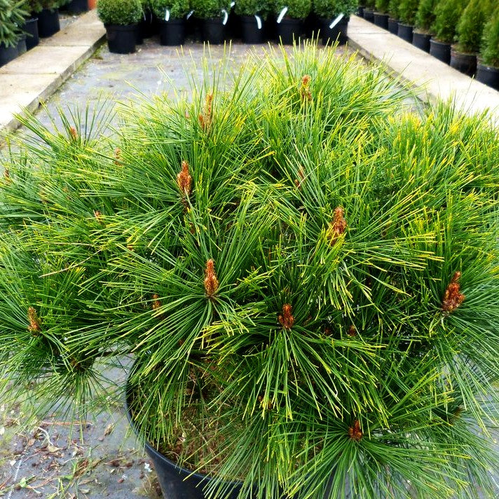 Japanische Rot-Kiefer 'Tamoyosho Compacta' (Pinus densiflora)