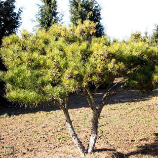Japanische Rot-Kiefer 'Umbraculifera' (Pinus densiflora)