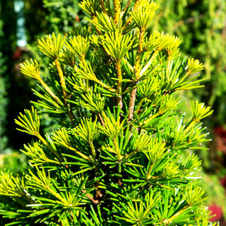 Japanische Schirmtanne 'Kobito' (Sciadopitys verticillata)