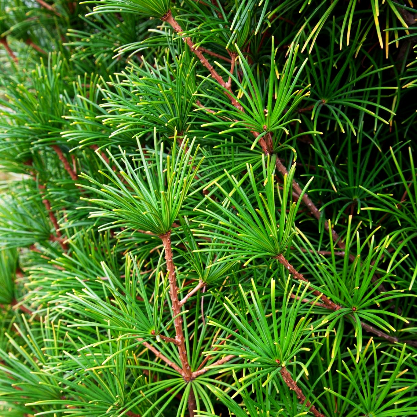 Japanische Schirmtanne (Sciadopitys verticillata)