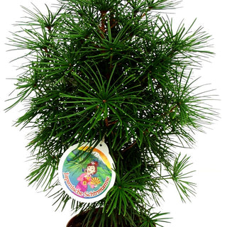 Japanische Schirmtanne (Sciadopitys verticillata)
