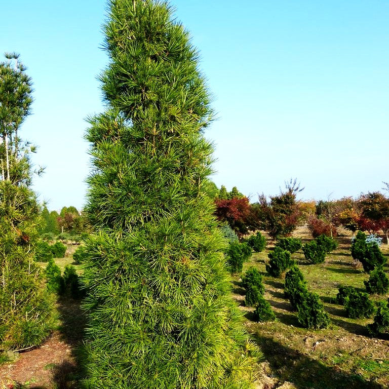 Japanische Schirmtanne (Sciadopitys verticillata)