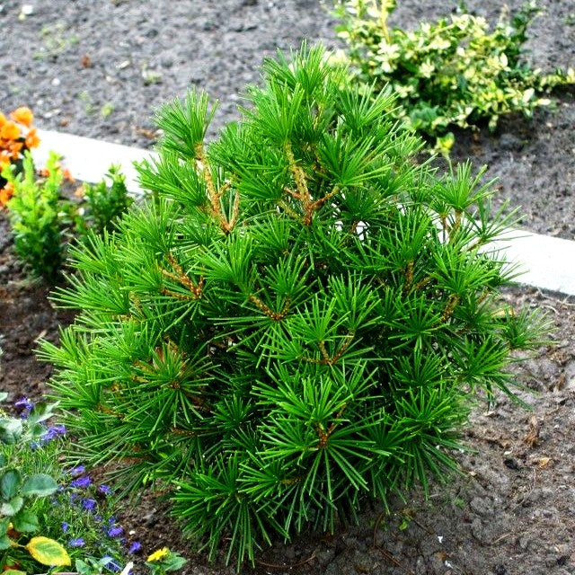 Japanische Schirmtanne (Sciadopitys verticillata)