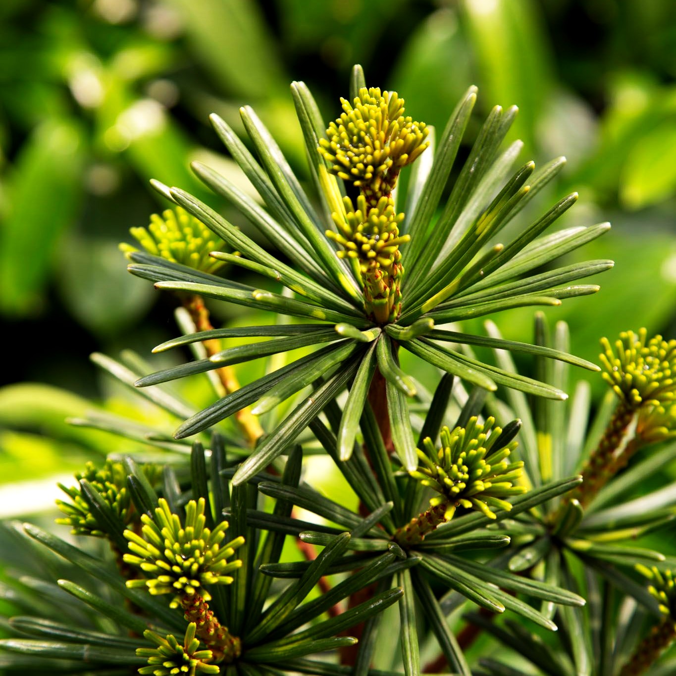 Japanische Schirmtanne 'Sternschnuppe' (Sciadopitys verticillata)