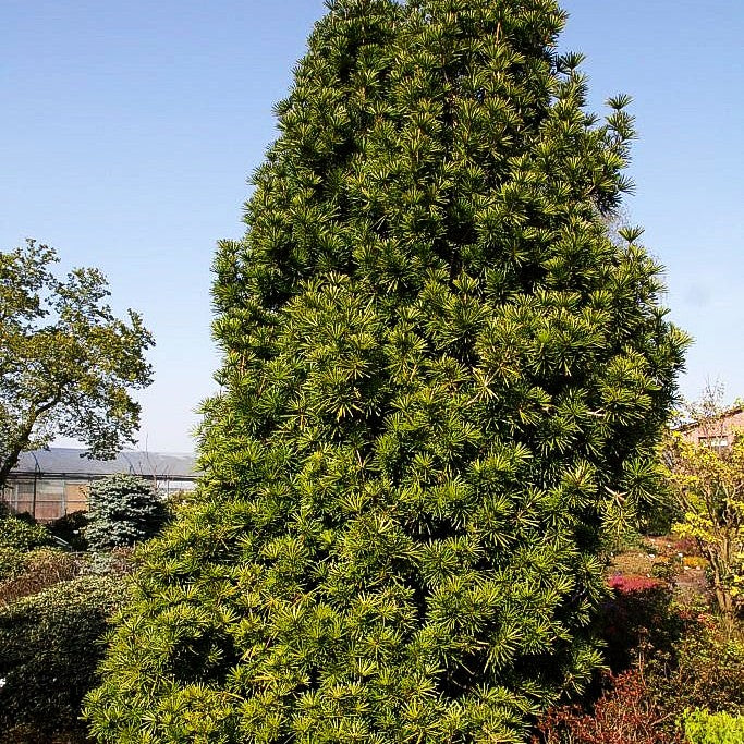 Japanische Schirmtanne 'Sternschnuppe' (Sciadopitys verticillata)