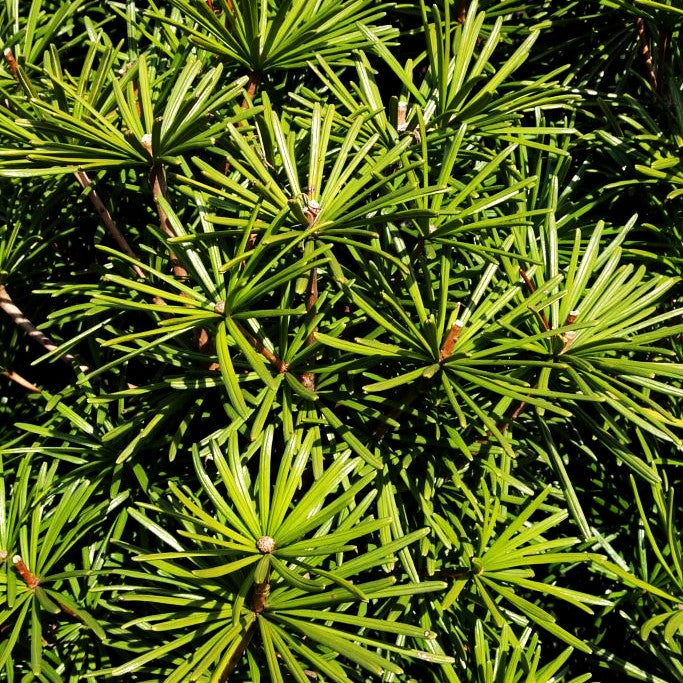 Japanische Schirmtanne 'Sternschnuppe' (Sciadopitys verticillata)