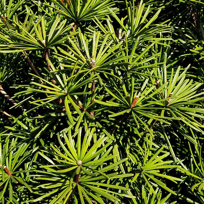 Japanische Schirmtanne 'Sternschnuppe' (Sciadopitys verticillata)