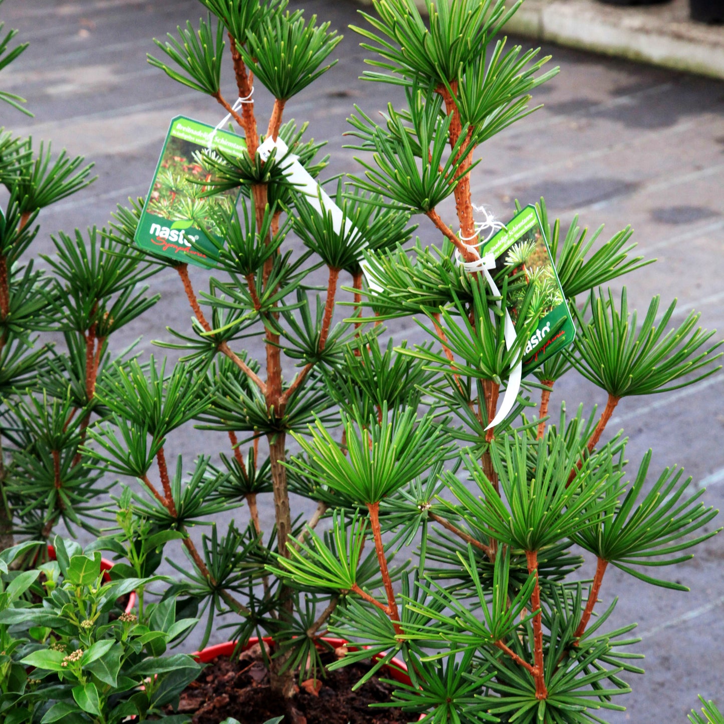 Japanische Schirmtanne 'Sternschnuppe' (Sciadopitys verticillata)
