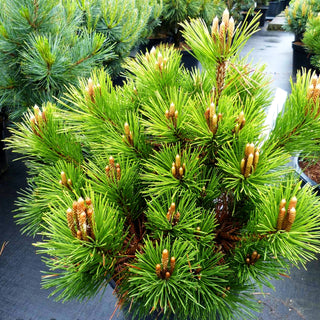 Japanische Schwarz-Kiefer 'Maijima' (Pinus thunbergii)