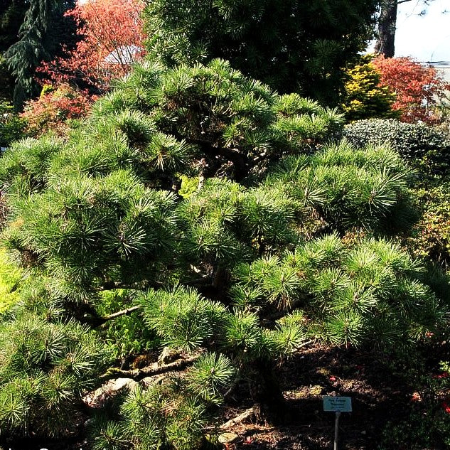 Japanische Schwarz-Kiefer 'Sayonara' (Pinus thunbergii)