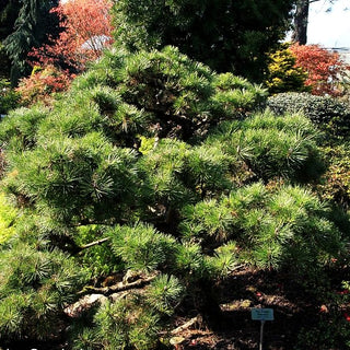 Japanische Schwarz-Kiefer 'Sayonara' (Pinus thunbergii)