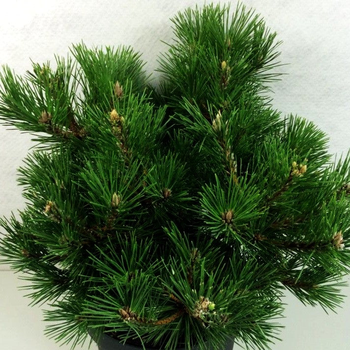 Japanische Schwarz-Kiefer 'Sayonara' (Pinus thunbergii)