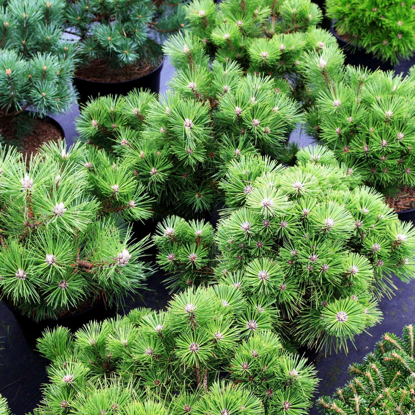 Japanische Schwarz-Kiefer 'Sayonara' (Pinus thunbergii)