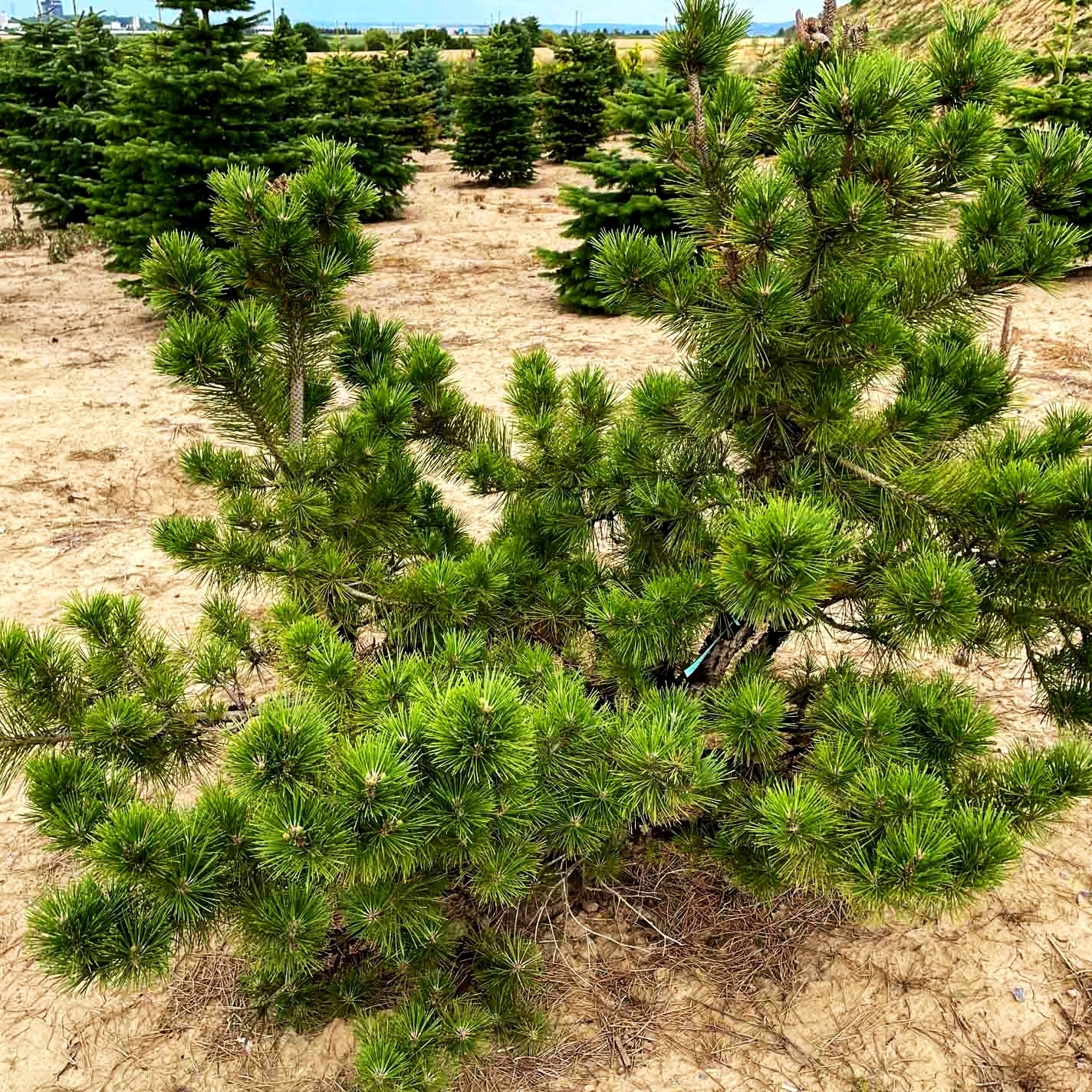 Japanische Schwarz-Kiefer 'Sayonara' (Pinus thunbergii)