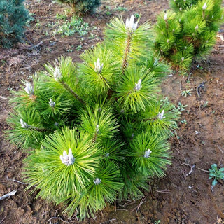 Japanische Schwarz-Kiefer 'Thunderhead' (Pinus thunbergii)