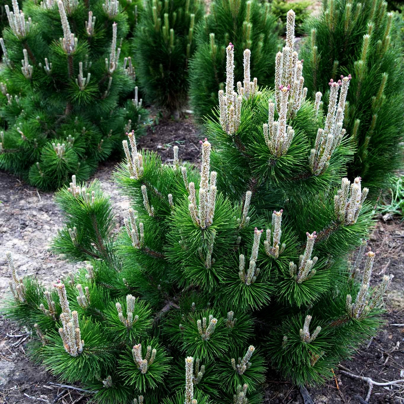 Japanische Schwarz-Kiefer 'Thunderhead' (Pinus thunbergii)