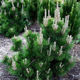 Japanische Schwarz-Kiefer 'Thunderhead' (Pinus thunbergii)