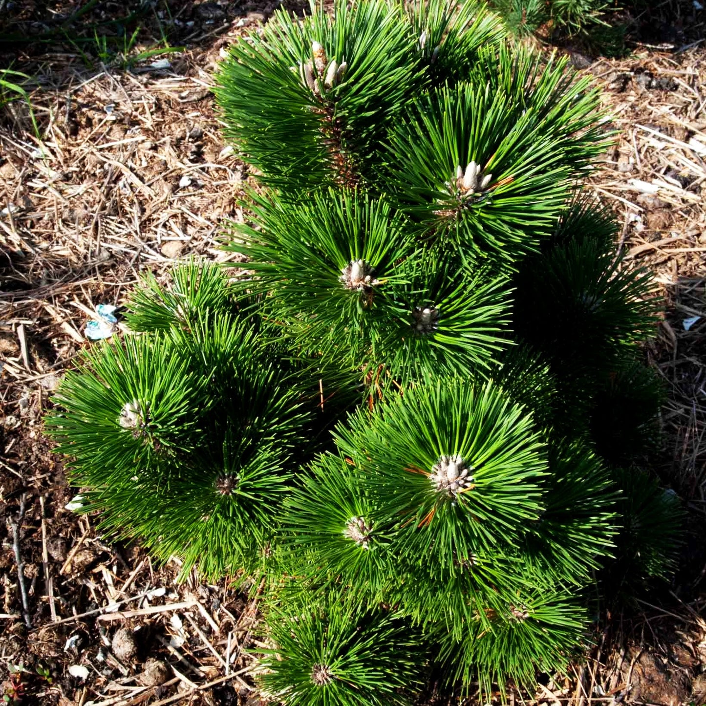 Japanische Schwarz-Kiefer 'Thunderhead' (Pinus thunbergii)