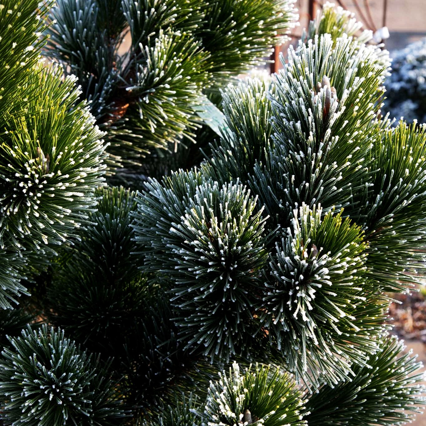 Japanische Schwarz-Kiefer 'Thunderhead' (Pinus thunbergii)