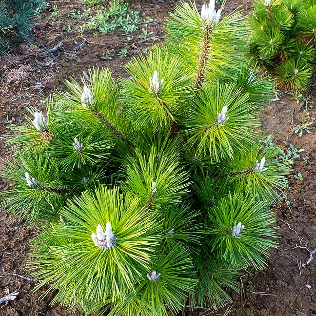 Japanische Schwarz-Kiefer 'Thunderhead' (Pinus thunbergii)