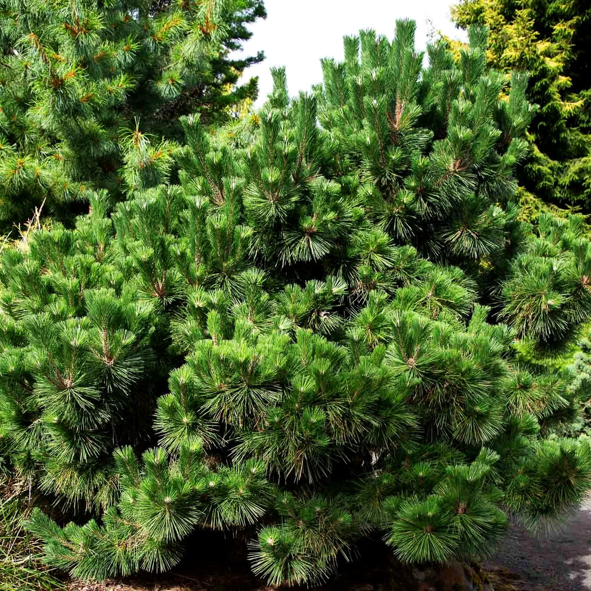 Japanische Schwarz-Kiefer 'Thunderhead' (Pinus thunbergii)